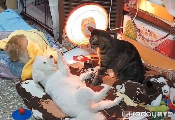 ▲。（圖／有點毛毛的／臉書粉專「狗奴腸腸遇到貓」）