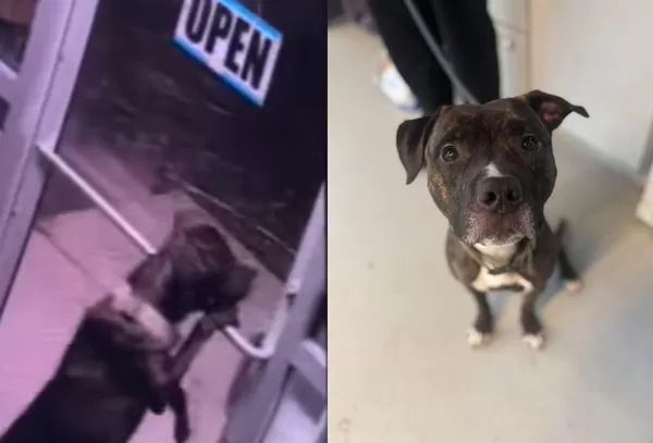 收容所汪化身逃脫大師連開2道門　「神開鎖技術」志工嚇：不是AI。（圖／翻攝自Facebook／Huntington Cabell Wayne Animal Shelter）