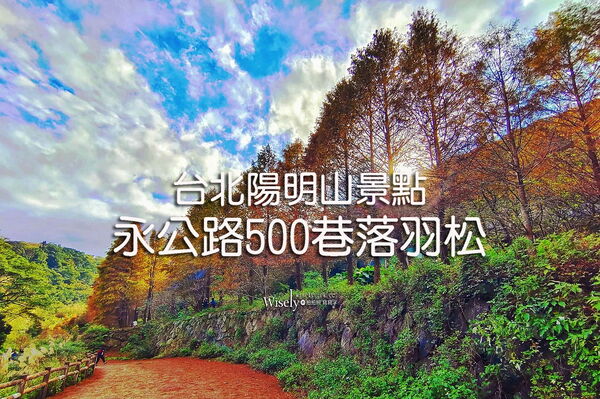 ▲▼永公路落羽松，S步道林徑，陽明山落羽松。（圖／部落客WISELY提供）