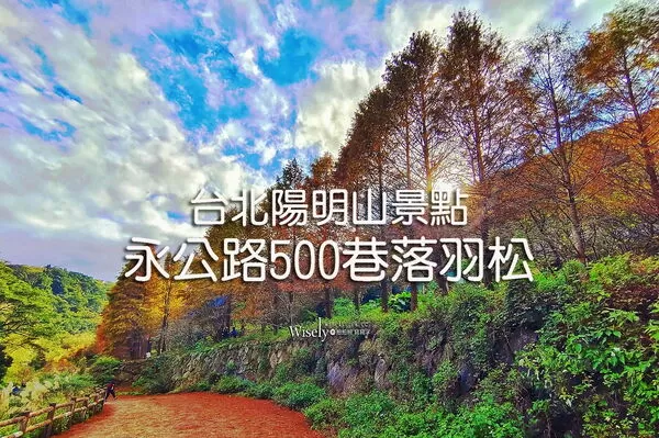 ▲▼永公路落羽松，S步道林徑，陽明山落羽松。（圖／部落客WISELY提供）