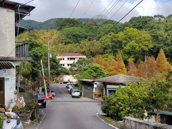 ▲▼永公路落羽松，S步道林徑，陽明山落羽松。（圖／部落客WISELY提供）