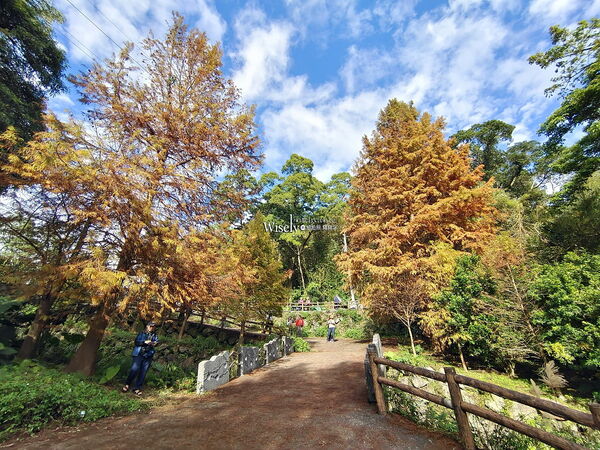 ▲▼永公路落羽松，S步道林徑，陽明山落羽松。（圖／部落客WISELY提供）