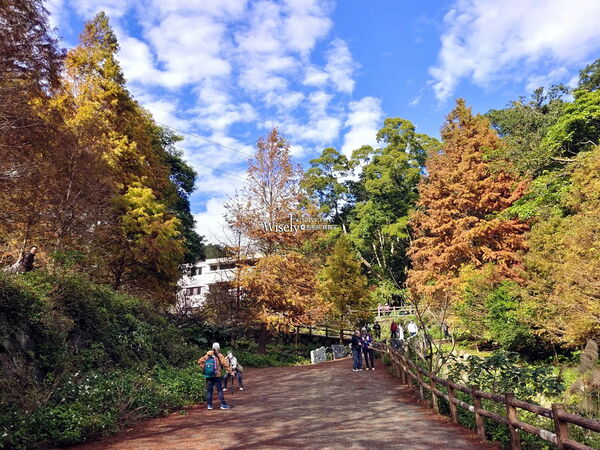 ▲▼永公路落羽松，S步道林徑，陽明山落羽松。（圖／部落客WISELY提供）