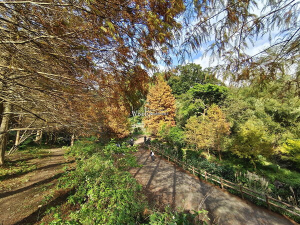 ▲▼永公路落羽松，S步道林徑，陽明山落羽松。（圖／部落客WISELY提供）