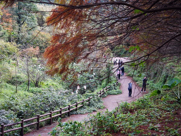▲▼永公路落羽松，S步道林徑，陽明山落羽松。（圖／部落客WISELY提供）
