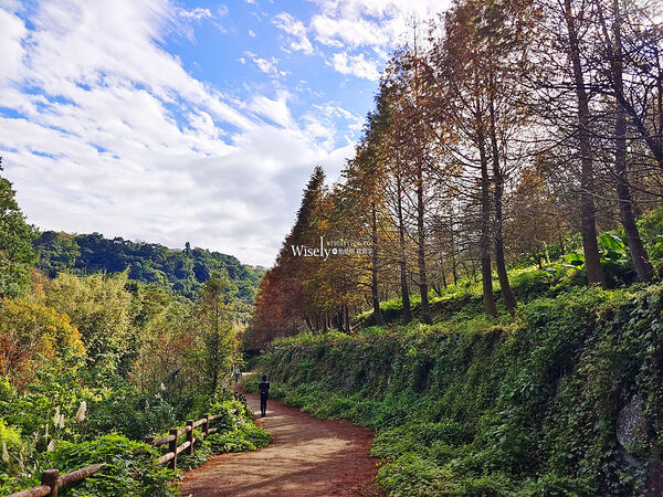▲▼永公路落羽松，S步道林徑，陽明山落羽松。（圖／部落客WISELY提供）