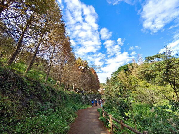 ▲▼永公路落羽松，S步道林徑，陽明山落羽松。（圖／部落客WISELY提供）