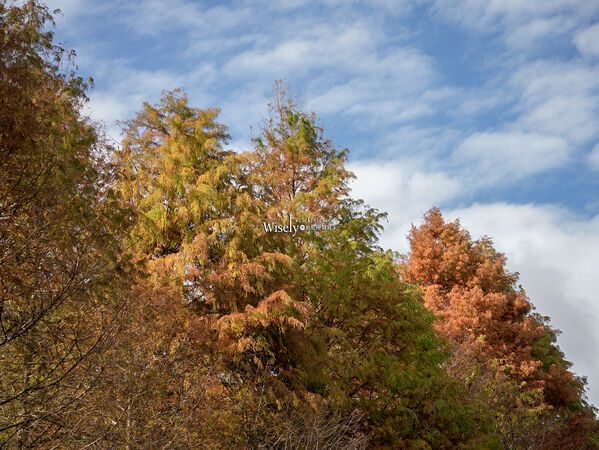 ▲▼永公路落羽松，S步道林徑，陽明山落羽松。（圖／部落客WISELY提供）