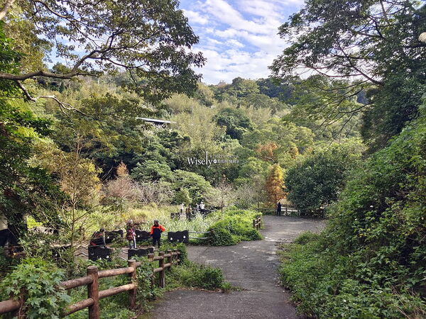 ▲▼永公路落羽松，S步道林徑，陽明山落羽松。（圖／部落客WISELY提供）