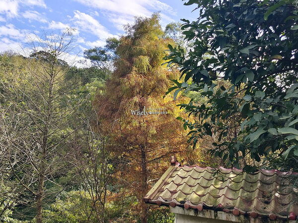 ▲▼永公路落羽松，S步道林徑，陽明山落羽松。（圖／部落客WISELY提供）