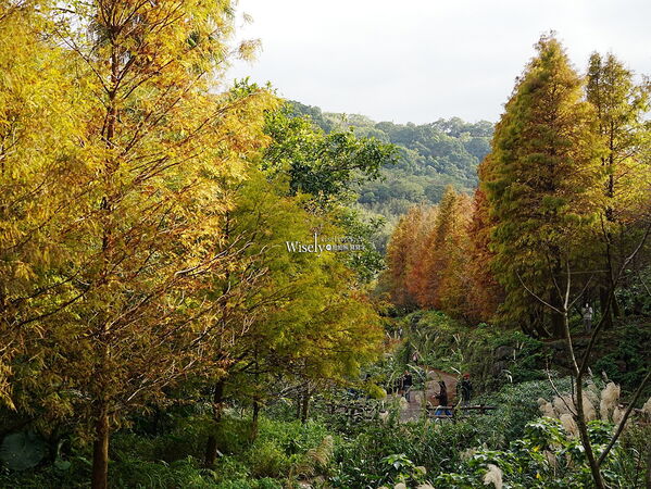 ▲▼永公路落羽松，S步道林徑，陽明山落羽松。（圖／部落客WISELY提供）