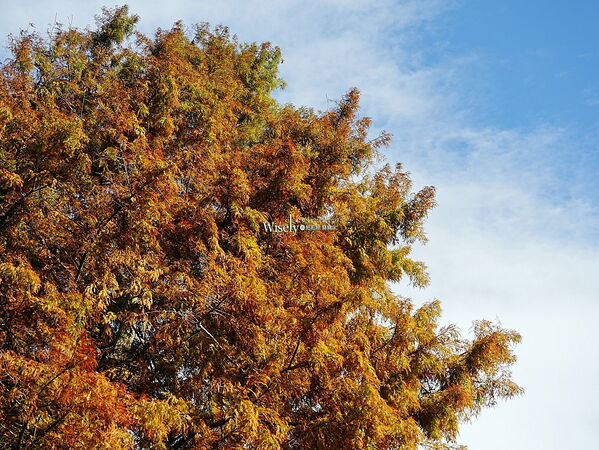 ▲▼永公路落羽松，S步道林徑，陽明山落羽松。（圖／部落客WISELY提供）