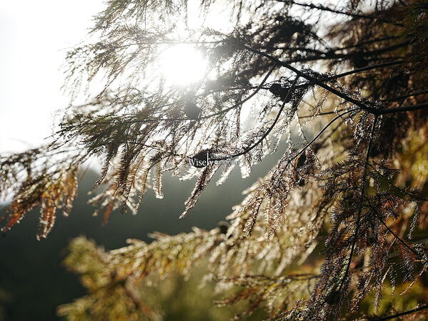 ▲▼永公路落羽松，S步道林徑，陽明山落羽松。（圖／部落客WISELY提供）