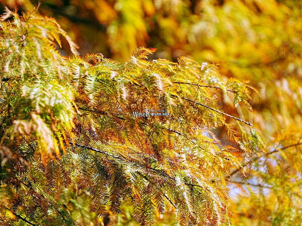 ▲▼永公路落羽松，S步道林徑，陽明山落羽松。（圖／部落客WISELY提供）