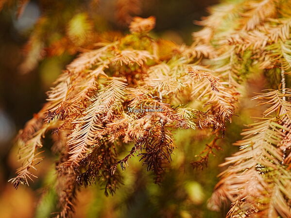 ▲▼永公路落羽松，S步道林徑，陽明山落羽松。（圖／部落客WISELY提供）