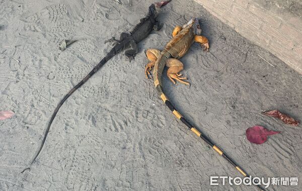 ▲台南永康祥合公園出沒的體長超過一公尺的金黃色巨無霸綠鬣蜥，與另一隻體色暗深色的同體型綠鬣蜥一起落網。（台南市農業局提供，下同）