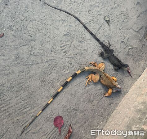 ▲台南永康祥合公園出沒的體長超過一公尺的金黃色巨無霸綠鬣蜥，與另一隻體色暗深色的同體型綠鬣蜥一起落網。（台南市農業局提供，下同）