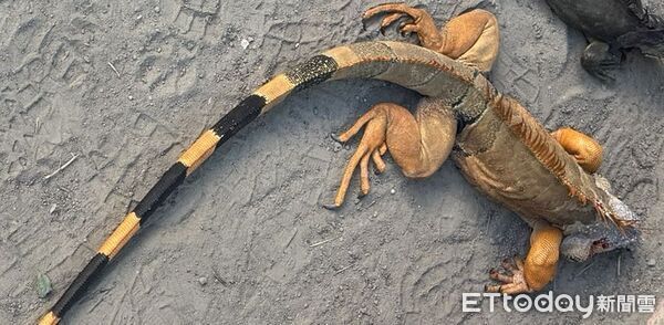 ▲台南永康祥合公園出沒的體長超過一公尺的金黃色巨無霸綠鬣蜥，與另一隻體色暗深色的同體型綠鬣蜥一起落網。（台南市農業局提供，下同）