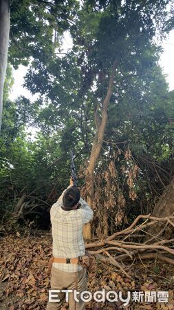 ▲台南永康祥合公園出沒的體長超過一公尺的金黃色巨無霸綠鬣蜥，與另一隻體色暗深色的同體型綠鬣蜥一起落網。（台南市農業局提供，下同）