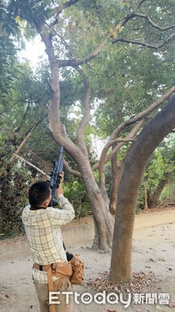 ▲台南永康祥合公園出沒的體長超過一公尺的金黃色巨無霸綠鬣蜥，與另一隻體色暗深色的同體型綠鬣蜥一起落網。（台南市農業局提供，下同）