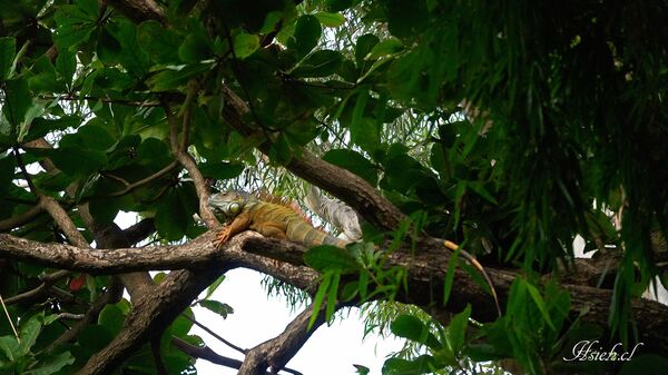 ▲台南永康祥合公園2025年被人發現1隻「金黃色巨無霸綠鬣蜥」，因體型驚人、頭尾長逾1公尺，經常攀爬高聳桉樹曬日光浴，成功躲過多次獵捕。（鳥友謝其良提供，下同）