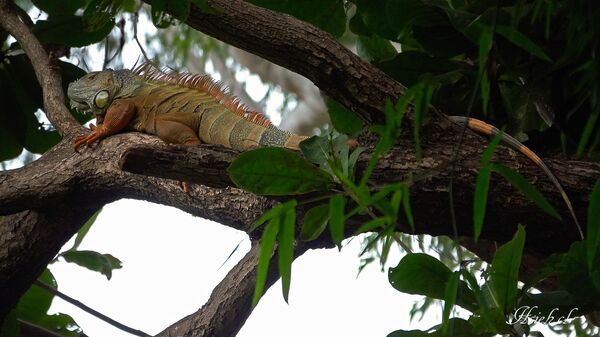▲台南永康祥合公園2025年被人發現1隻「金黃色巨無霸綠鬣蜥」，因體型驚人、頭尾長逾1公尺，經常攀爬高聳桉樹曬日光浴，成功躲過多次獵捕。（鳥友謝其良提供，下同）