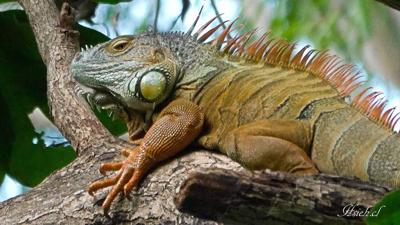 「台南最大尾」遭追捕1年抓到了 爬樹上爽曬日光浴中彈倒地