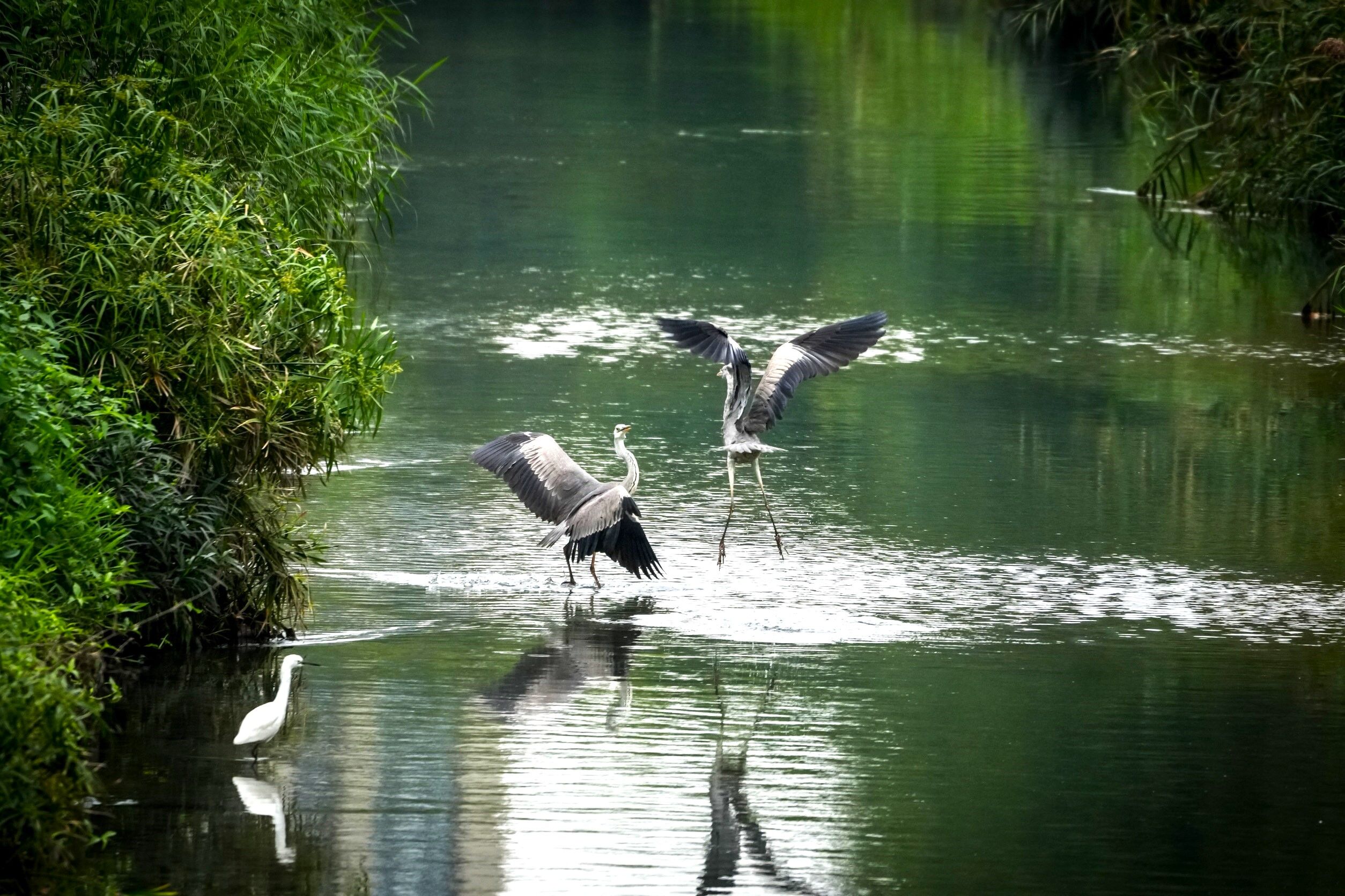 ▲新北湳仔溝蛻變生態樂園。（圖／新北市水利局提供）