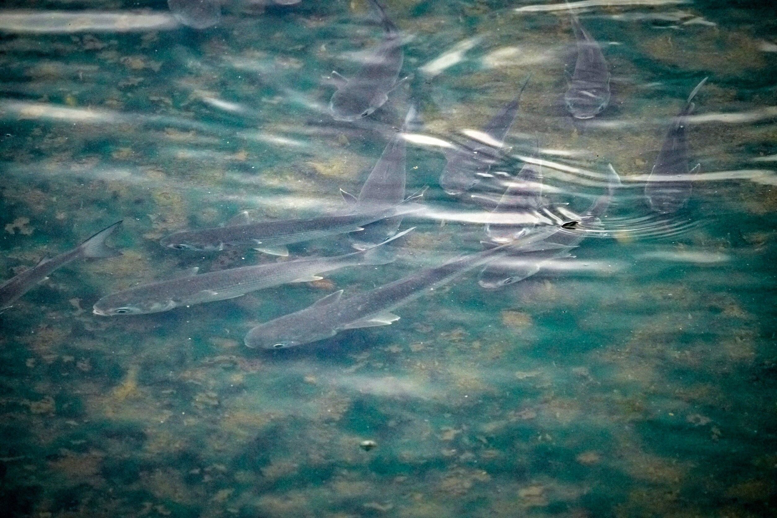 ▲新北湳仔溝蛻變生態樂園。（圖／新北市水利局提供）