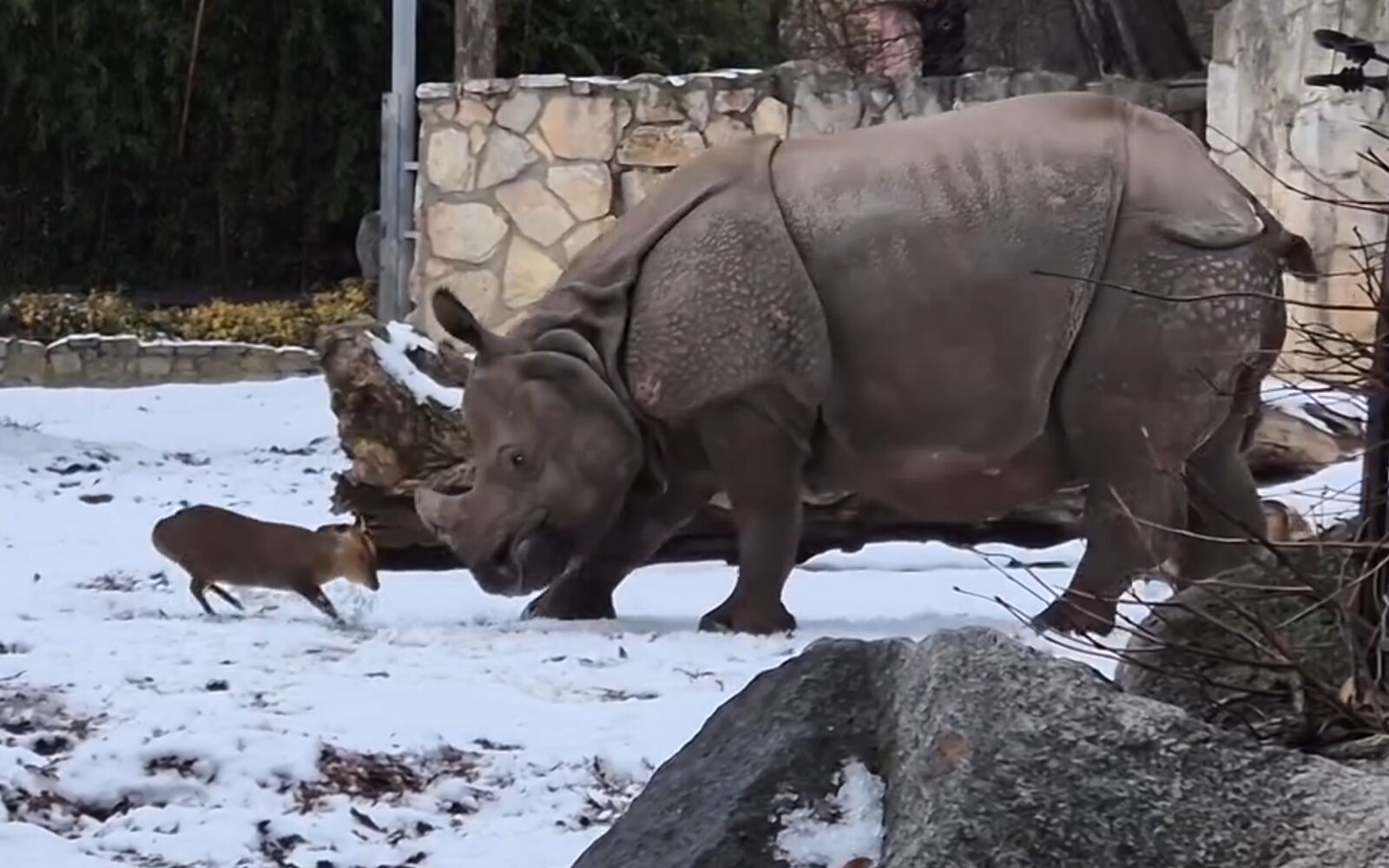 有片／體重差近1.7噸的對決！波蘭「小鹿大戰犀牛」影片爆紅　百萬人看呆