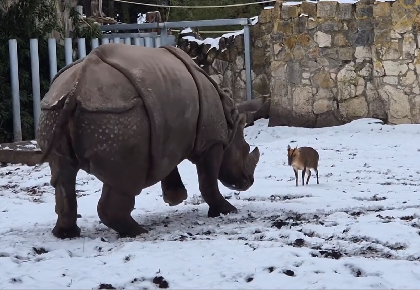 有片／體重差近1.7噸的對決！波蘭「小鹿大戰犀牛」影片爆紅　百萬人看呆