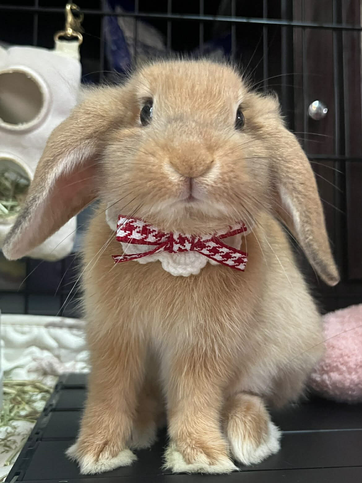 ▲垂耳兔狂嗑香蕉太陶醉！　下一秒「耳朵起飛」萌翻全網引共鳴。（圖／threads@guanqiiiii提供，請勿隨意翻拍，以免侵權。）