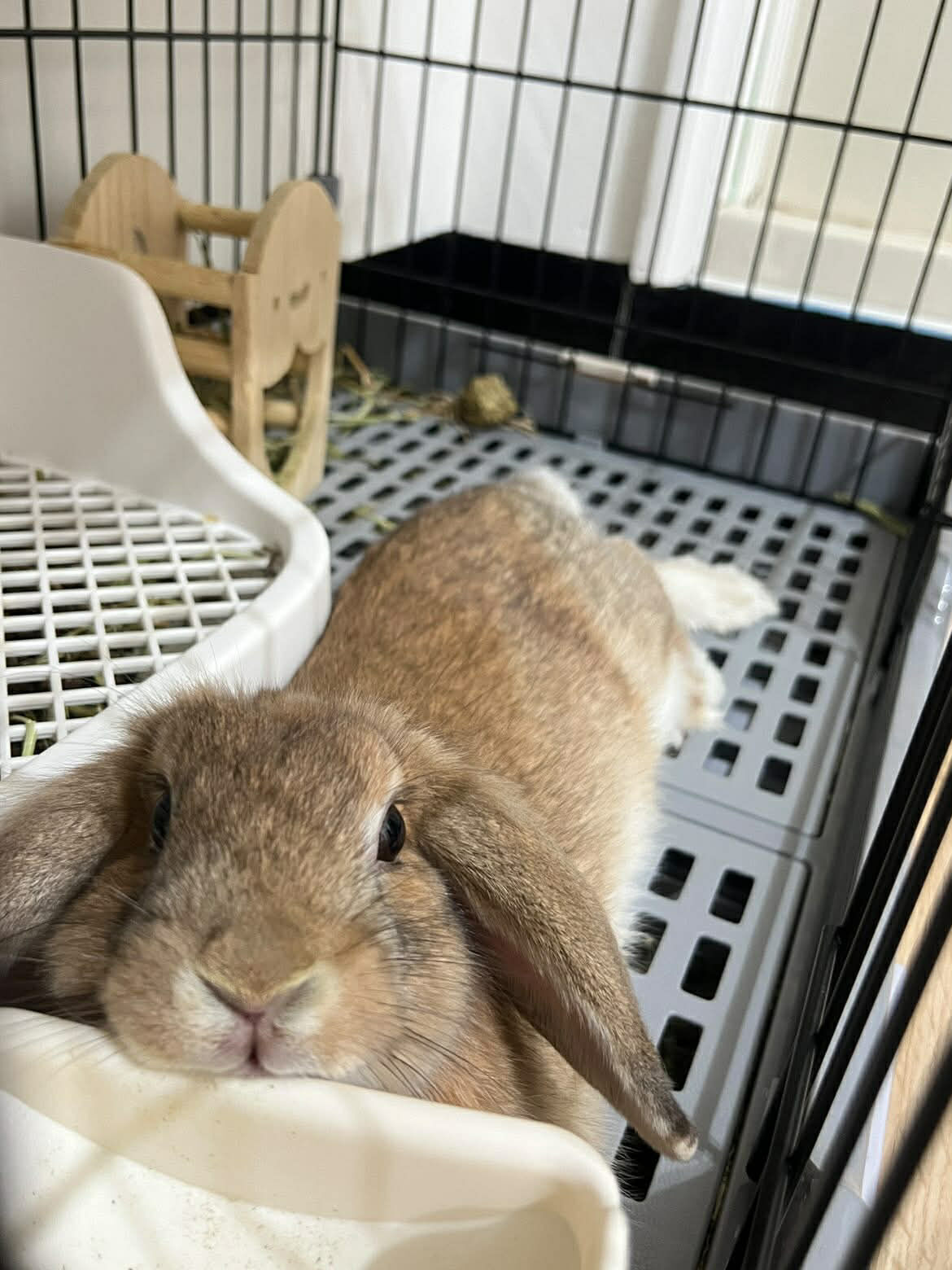 ▲垂耳兔狂嗑香蕉太陶醉！　下一秒「耳朵起飛」萌翻全網引共鳴。（圖／threads@guanqiiiii提供，請勿隨意翻拍，以免侵權。）