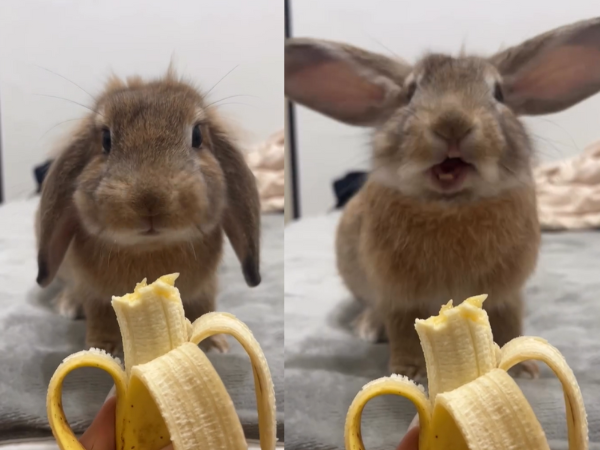 ▲垂耳兔狂嗑香蕉太陶醉！　下一秒「耳朵起飛」萌翻全網引共鳴。（圖／threads@guanqiiiii提供，請勿隨意翻拍，以免侵權。）