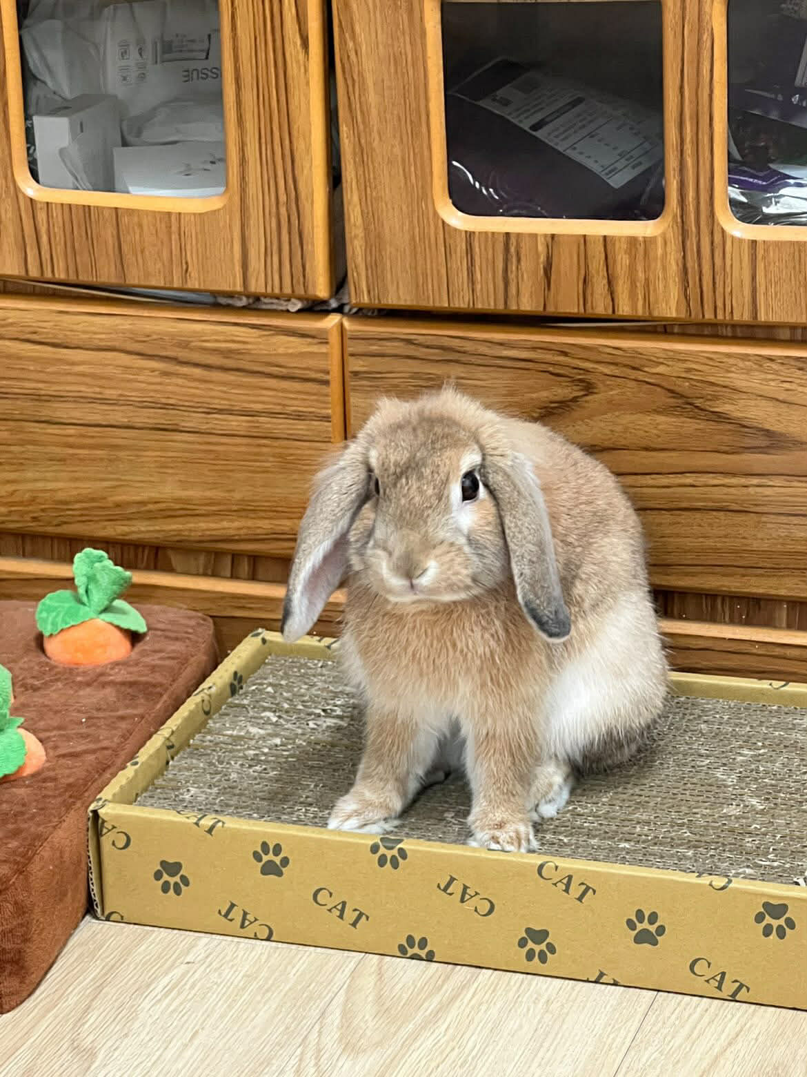 ▲垂耳兔狂嗑香蕉太陶醉！　下一秒「耳朵起飛」萌翻全網引共鳴。（圖／threads@guanqiiiii提供，請勿隨意翻拍，以免侵權。）