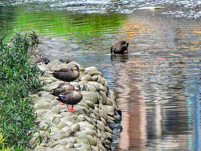 花嘴鴨又來了!新北湳仔溝蛻變生態樂園 都會區引爆賞鳥熱