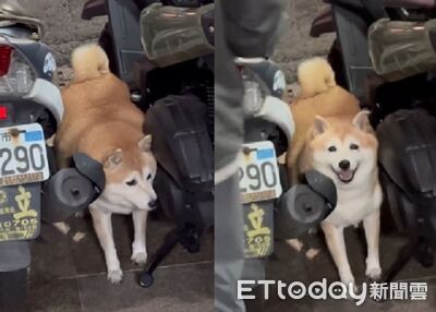 「巨大胖麻荖」被摩托車卡住　見救星登場秒燦笑迎接