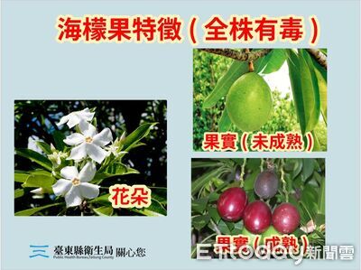 民眾吃路邊百香果中毒送醫　真相曝光！衛生局：吃的是海檬果