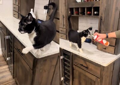 賓士貓「假裝掰咖」騙點心　叫聲委屈得逞馬上自己痊癒