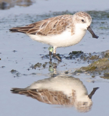 ▲全球極度瀕危鳥種琵嘴鷸再度現身台南將軍鹽灘地，凸顯七股將軍濕地在國際水鳥保育中的關鍵地位。（台南市野鳥學會提供，下同）