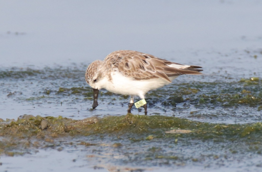 ▲全球極度瀕危鳥種琵嘴鷸再度現身台南將軍鹽灘地，凸顯七股將軍濕地在國際水鳥保育中的關鍵地位。（台南市野鳥學會提供，下同）