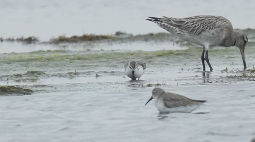 ▲左腳配戴綠色足旗88號的琵嘴鷸，為多年來反覆使用將軍濕地的熟悉個體，顯示高度棲地忠誠度。(鳥友李正峯提供，下同)