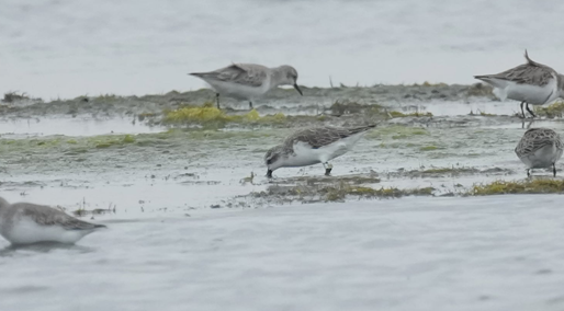 ▲左腳配戴綠色足旗88號的琵嘴鷸，為多年來反覆使用將軍濕地的熟悉個體，顯示高度棲地忠誠度。(鳥友李正峯提供，下同)