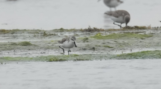 ▲左腳配戴綠色足旗88號的琵嘴鷸，為多年來反覆使用將軍濕地的熟悉個體，顯示高度棲地忠誠度。(鳥友李正峯提供，下同)