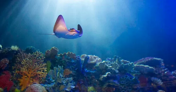 2025年海洋「吸熱爆表」！　專家警告：災難將一波接一波