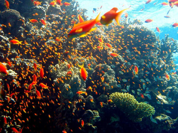 2025年海洋「吸熱爆表」！　專家警告：災難將一波接一波