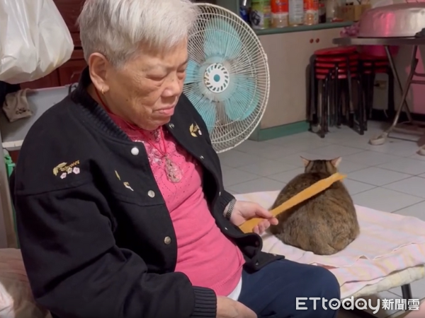 大隻貓孫坐等阿嬤拍屁屁　圓滾背影網歪樓：以為在敲木魚