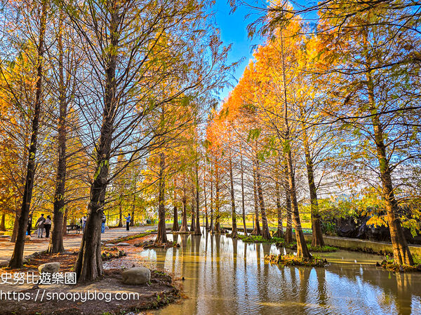 ▲▼台中泰安「羽粼落羽松」，水中步道、愛之鐘，彷彿走進歐洲森林。（圖／部落客史努比提供）