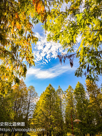 ▲▼台中泰安「羽粼落羽松」，水中步道、愛之鐘，彷彿走進歐洲森林。（圖／部落客史努比提供）