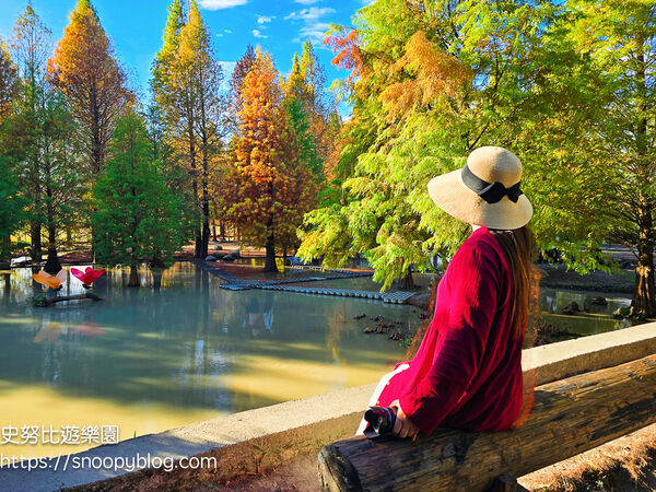 ▲▼台中泰安「羽粼落羽松」，水中步道、愛之鐘，彷彿走進歐洲森林。（圖／部落客史努比提供）